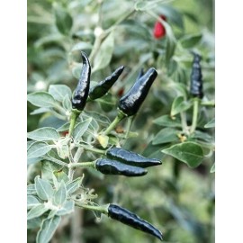 Home-Growth Super Hot Black Cobra Chili Pepper - 25 Seeds 2024 - USA