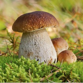 Organic Dried Porcini Mushrooms 2oz, Premium Grade Delicious Dried Porcini Mushrooms, Gift for Mushroom Soup Lovers, Rich in Umami Flavor and Aromatic Essence 牛肝菌