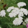 White 500 Plus White Yarrow Seeds-perennia