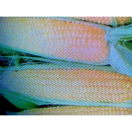 sweet Corn 75 SEED YELLOW TENDER  SWEET CORN  TREATED SEEDS  GROW YOUR OWN GRILL ROAST COOK