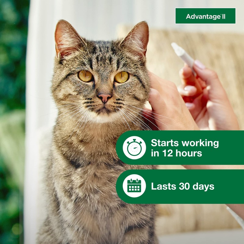 Advantage II Large Cat Vet-Recommended Flea Treatment & Prevention |