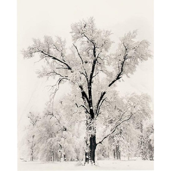 Oak Tree, Snowstorm, Yosemite National Park, 1948 Art Poster Print by Ansel Adams Overall Size: 24x36