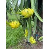 Sunshine Seeds Yellow Dragonfruit Seeds (50) / Dragon Fruit /