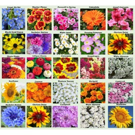 25 Heirloom Flower Seed Packets for Planting: 20+ Varieties Flower Seeds - Forget Me Not, Sunflower, Marigold, Zinnia Lilliput, Snapdragon, Hummingbird & Butterfly Wildflower Seeds and More