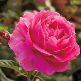 Heirloom Roses Rose Plant - Grande Dame™ Pink Rose Bush, Hybrid Tea Live Plant for Planting Outdoors
