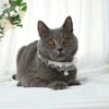 Coollooda Cat Collar, Cat Collar, Lace, White, PU Leather, Cute,