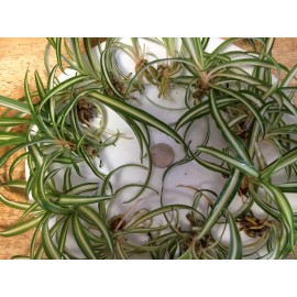 Florida Girl 12 Spider/Airplan