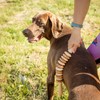 tuuli Wooden Massager Dog Cow Horse Massage Brush Pet Massage