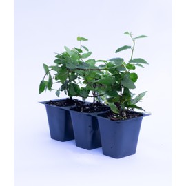 3 Creeping Fig, Ficus Repens, Growing in 2.5" Nursery Cubes, Attractive Easy to Grow Vine