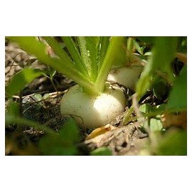 Turnip Shogoin Deer Food Plot Great Heirloom Vegetable Seeds by Seed Kingdom Bulk 5 Lb Seeds
