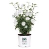 2 Gallon Proven Winners Hibiscus White Pillar Shrub