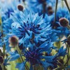 Outsidepride Cornflower Blue - 1000 Seeds