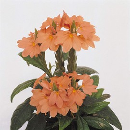 Outsidepride 15 Seeds Perennial Crossandra Tropic Flame Orange Garden Flowers for Planting