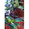 Tripogandra Serrulata - Purple Scimitars - Tradescantia Elongata - Spiderwort