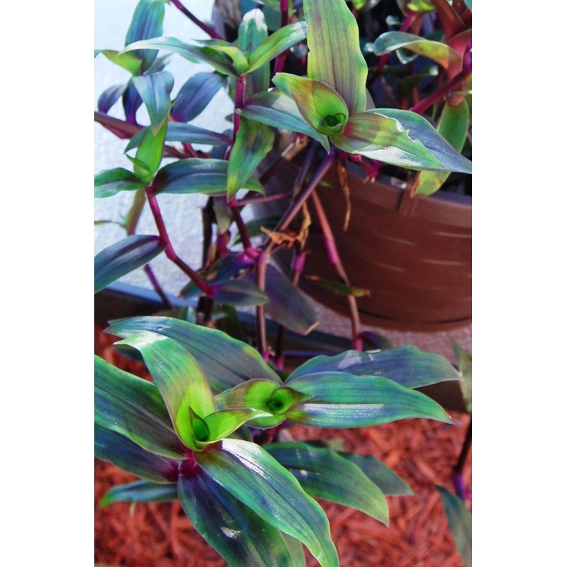 Tripogandra Serrulata - Purple Scimitars - Tradescantia Elongata - Spiderwort