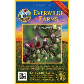 Everwilde Farms - 2000 Late Figwort Native Wildflower Seeds - Gold Vault Jumbo Seed Packet