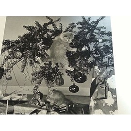 Kitten in Christmas Tree humorous Christmas Cards 15 cards & envelopes