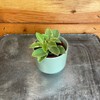Peperomia Orba Pixie Lime Variegated, 2" Plant