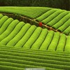 Chinese Premium Longjing Tea Spring Long Jing Green Tea Genuine