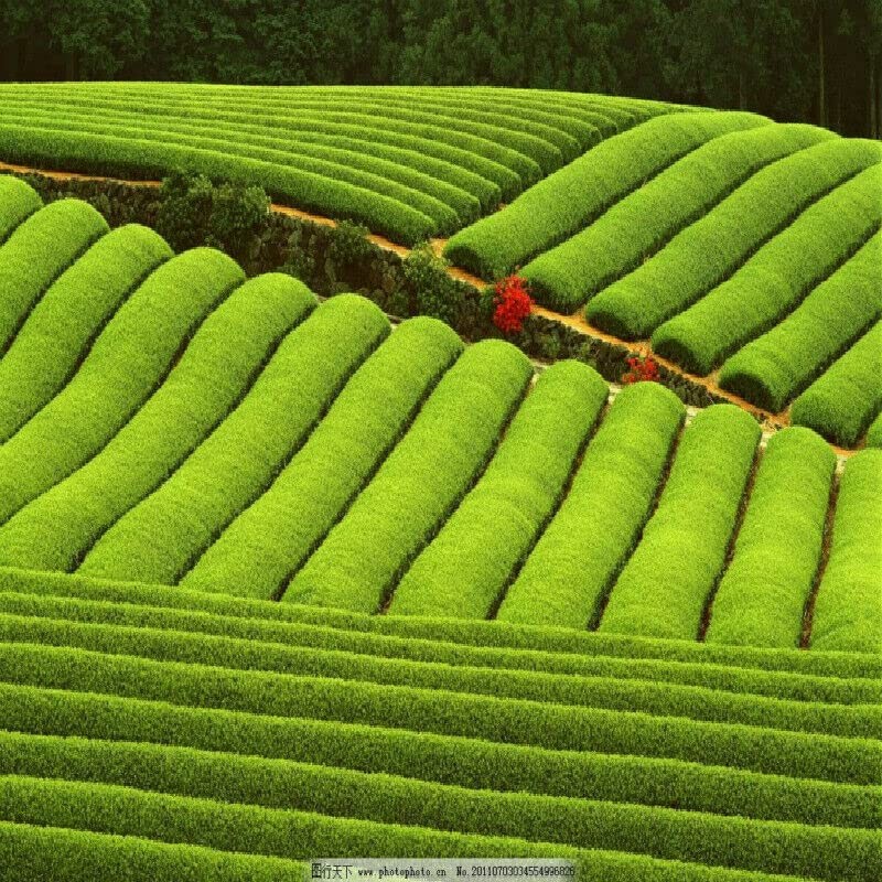 Chinese Premium Longjing Tea Spring Long Jing Green Tea Genuine