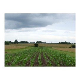 2 LB Pound Reid's Yellow Dent Field Corn Open Pollinated Non GMO Reids Lbs USA