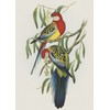 Rosehill Parakeet Birds John Gould Counted Cross Stitch Pattern