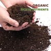 Doter Premium Lucky bamboo Soil Mix 2qt, Indoor Plants Potting