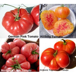 Mixed Seeds 30 Giant Tomato Seeds, Mix of 19 Varieties, Heirloom Non-GMO, Brandywine Black, Red, Yellow and Pink, Mr. Stripey, Old German, Black Krim, from USA