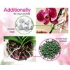 Orchid repotting kit - 6 inch pots with Potting Mix,