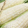 Ohio Heirloom Silver Queen Sweet Corn Seeds - Planting Excellence with 50+ Premium Seeds for Your Garden, Non-GMO, and USDA Certified - Start Growing Today!