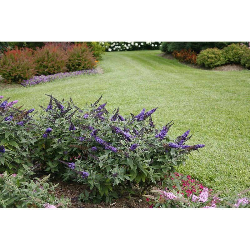 Pugster Blue Butterfly Bush (Buddleia) Live Shrub, Blue Flowers, 3