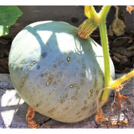 TomorrowSeeds Sweet Meat Winter Squash Seeds | Blue Kuri Kabocha Jarradale Pumpkin Seed 2025 - 40+ Count