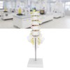 Human Lumbar Vertebral Model School Educational Teaching Model Tool Spine