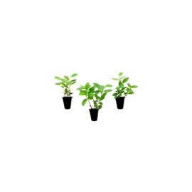 Purple Formosa Azalea | 20 Live Plants | Rhododendron Formosum | Lush Flowering Shrub | Hardy Garden Landscape Accent | Vibrant Spring Blooms