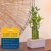 Costa Farms Lucky Bamboo Live Plant | 12-18 Inches Tall