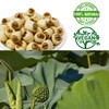 DOL Natural Dried Lotus Seeds Packed In USA 莲子干 8
