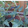 mumbi 40x Plant Clips Plant Clips Plant Holder Plant Ties