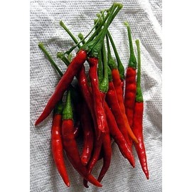Pepper HOT Chili De Arbol Great Heirloom Vegetable by Seed Kingdom 30 Seeds