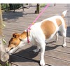 Dog Slip Leash Dog Leash, Reflective Rope Lead, Anti-Pull Lead,