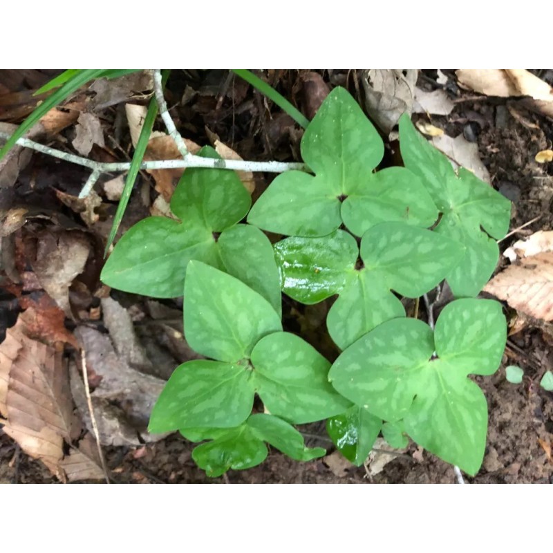 Pretty Little Orchids (3) Sharped-Lobed Hepatica (Hepatica Acutrloba)