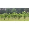 Catalpa, Southern Catalpa Tree Seeds, (For Raising Catalpa Worms) Catfish