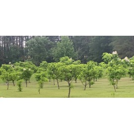 Catalpa, Southern Catalpa Tree Seeds, (For Raising Catalpa Worms) Catfish Candy