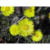 Coltsfoot Seeds (Tussilago farfara) 100+ Medicinal Herb Wildflower Seeds, Yellow