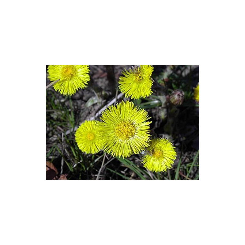 Coltsfoot Seeds (Tussilago farfara) 100+ Medicinal Herb Wildflower Seeds, Yellow