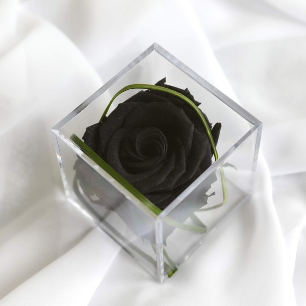 Petals and Roses Preserved Eternal Rose in Display Cube & Gift Box for Her Birthday, Anniversary, Valentine's Day, Mother's Day, Christmas (Black)