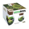 Create Your Serene Moss Sanctuary with The Unique Gardener Moss