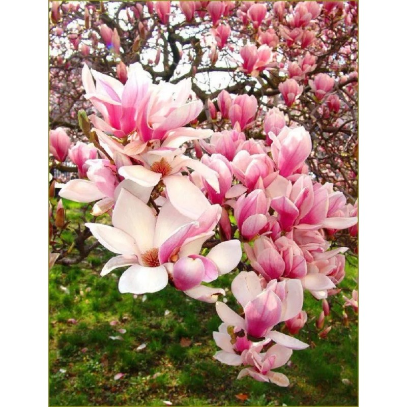 White 5 Light Pink White Magnolia Seeds LILY FLOWER TREE