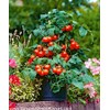 Tomato Cherry Maskotka Cascading Trailing Dwarf Bush Tomato 50+ Seeds
