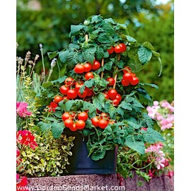 Tomato Cherry Maskotka Cascading Trailing Dwarf Bush Tomato 50+ Seeds for Planting Non-GMO