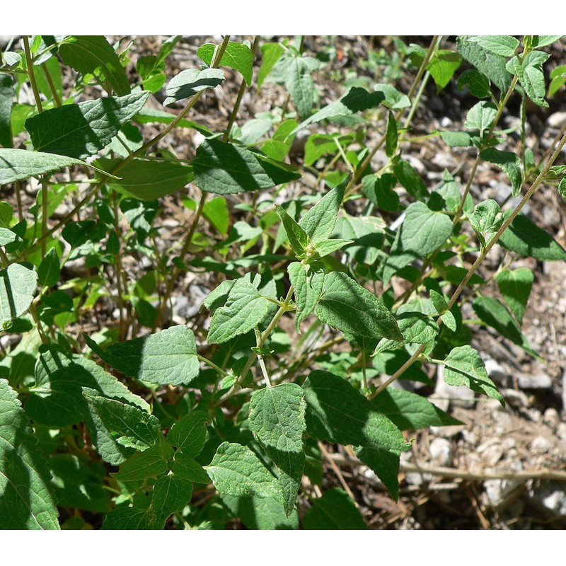 HealinGifts Prodigiosa Tea 15 teabags per box